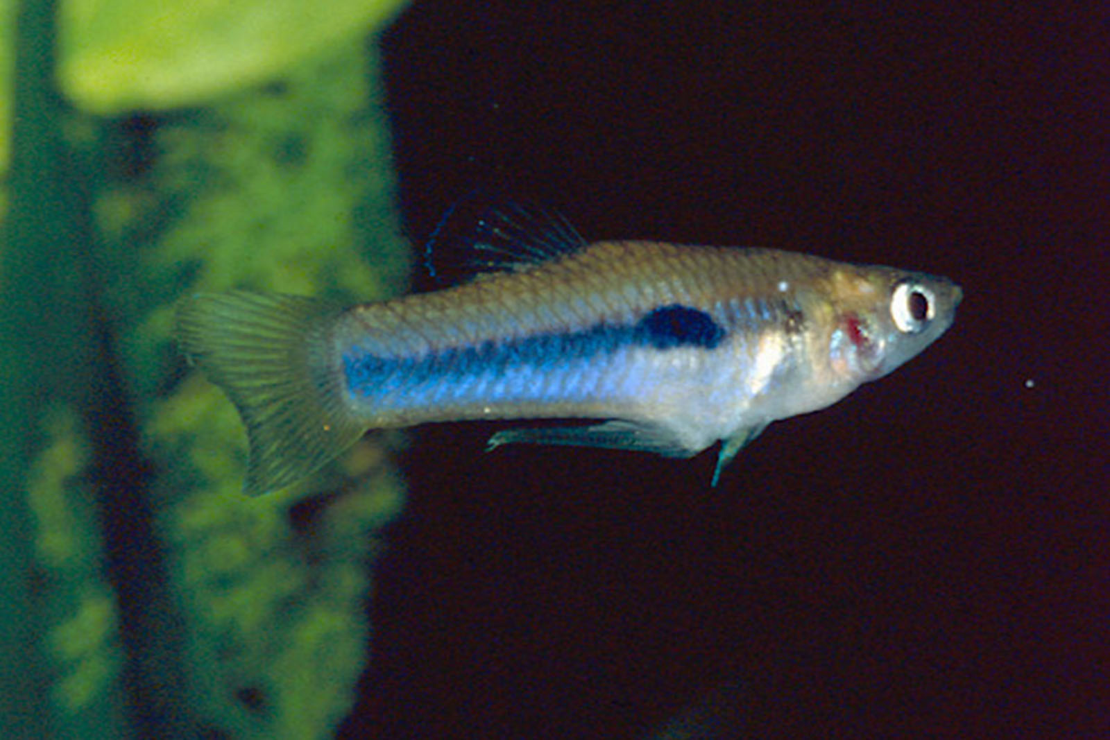 Scolichthys greenwayi