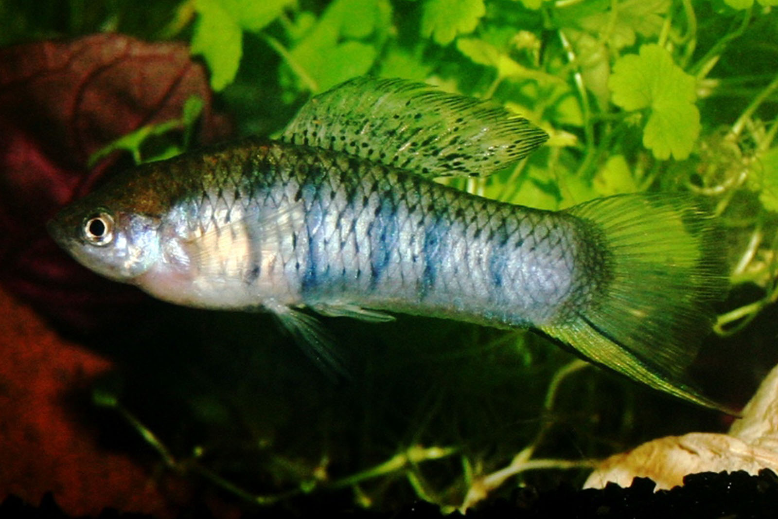 Xiphophorus malinche